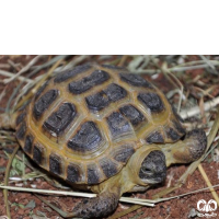 گونه لاکپشت آسیایی Russian Turtle